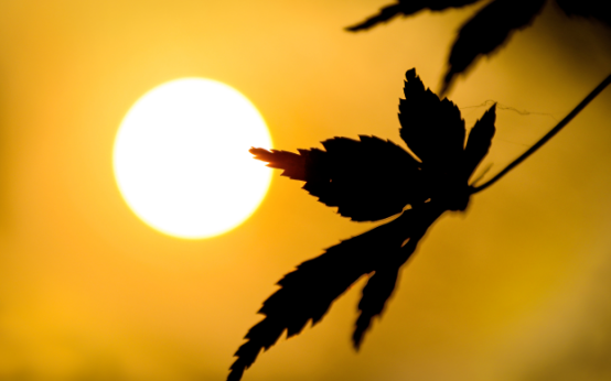 我记挂的高原上，枫叶美到哭